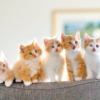 Cute animals desktop wallpaper