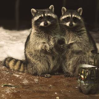 Cute animals desktop wallpaper