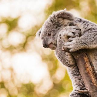 Cute animals desktop wallpaper