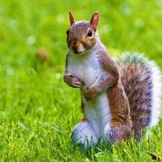 Cute animals desktop wallpaper