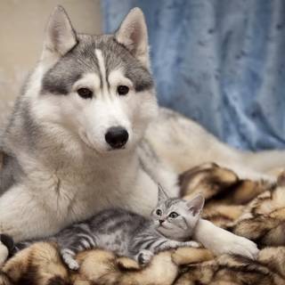 Cute animals desktop wallpaper