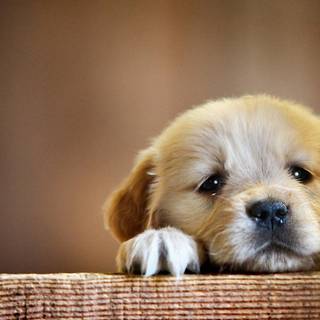 Cute animals desktop wallpaper