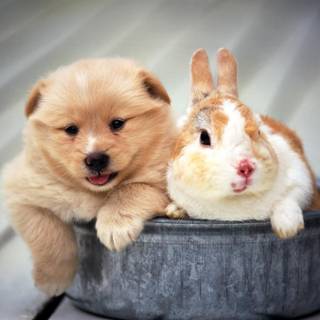 Cute animals desktop wallpaper