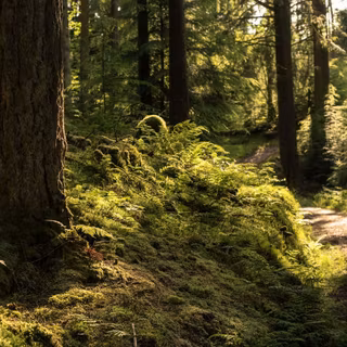 Goblincore desktop wallpaper