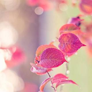 Girly mobile wallpaper