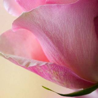 Girly mobile wallpaper