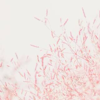 Pink aesthetic mobile wallpaper