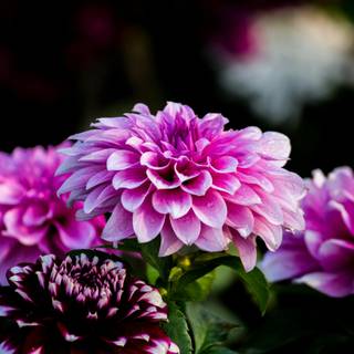 Fresh flowers wallpaper