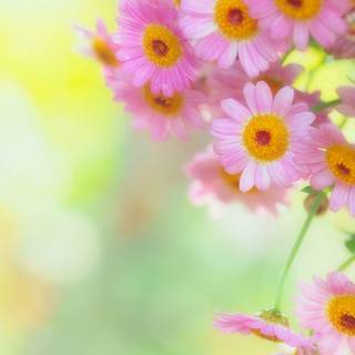 Fresh flowers wallpaper