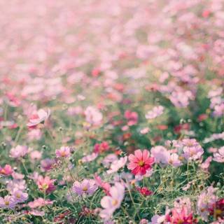 Fresh flowers wallpaper