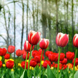 Fresh flowers wallpaper