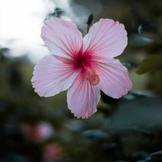 Pink Hibiscus wallpaper
