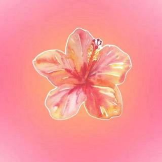 Pink Hibiscus wallpaper