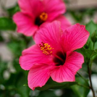 Pink Hibiscus wallpaper