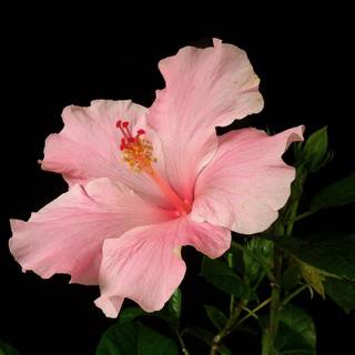 Pink Hibiscus wallpaper