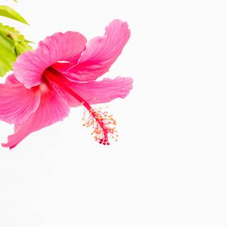 Pink Hibiscus wallpaper