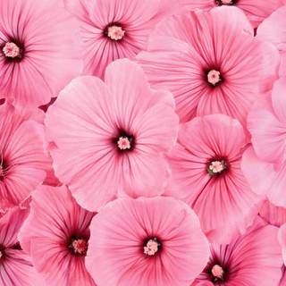Pink Hibiscus wallpaper