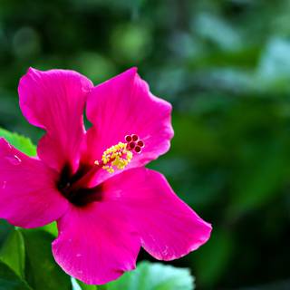 Pink Hibiscus wallpaper