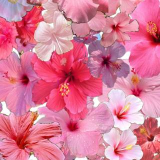 Pink Hibiscus wallpaper