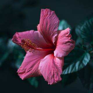 Pink Hibiscus wallpaper