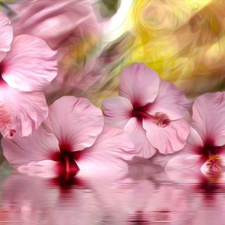 Pink Hibiscus wallpaper