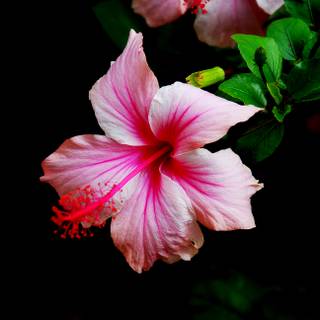 Pink Hibiscus wallpaper