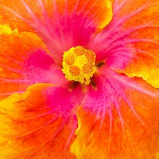 Pink Hibiscus wallpaper