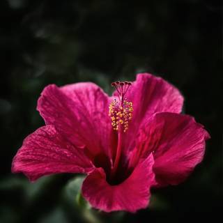 Pink Hibiscus wallpaper