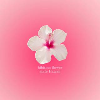 Pink Hibiscus wallpaper