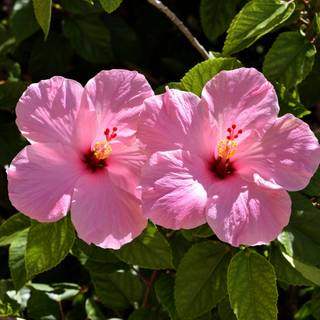 Pink Hibiscus wallpaper