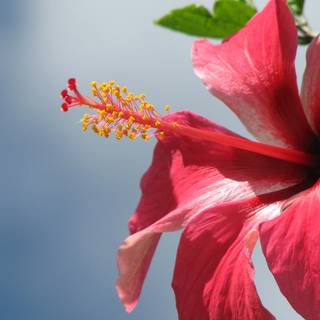 Pink Hibiscus wallpaper