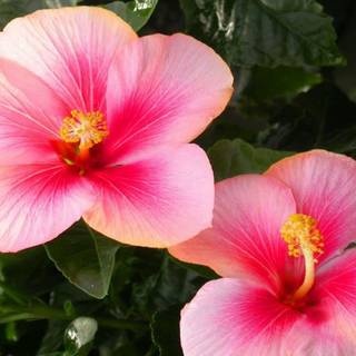 Pink Hibiscus wallpaper