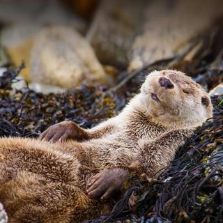 Otter laptop wallpaper
