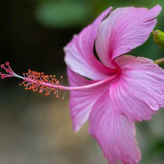 Pink Hibiscus wallpaper