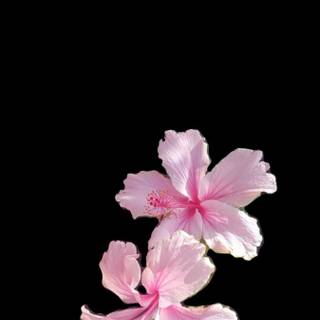 Pink Hibiscus wallpaper