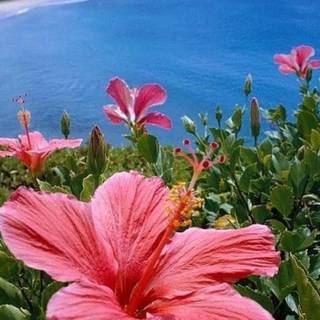 Pink Hibiscus wallpaper