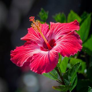 Hibiscus wallpaper