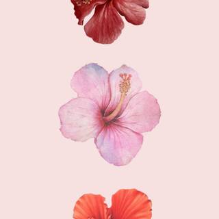Hibiscus wallpaper