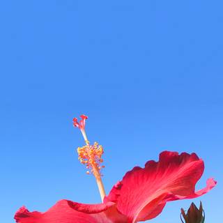 Hibiscus wallpaper
