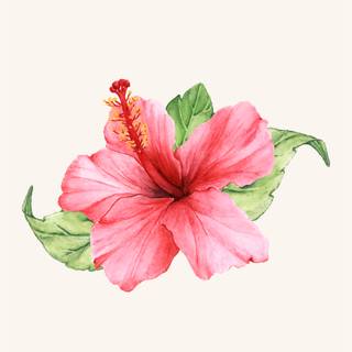 Hibiscus wallpaper
