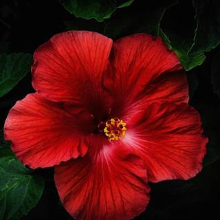 Hibiscus wallpaper
