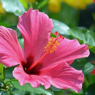 Hibiscus wallpaper