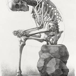 Skeleton sketch wallpaper