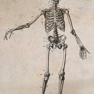 Skeleton sketch wallpaper