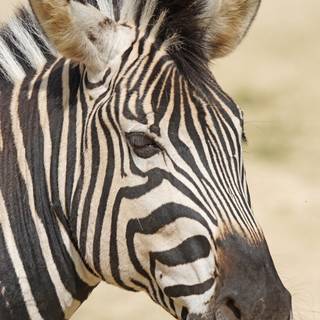 Quagga wallpaper