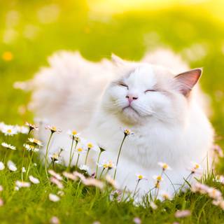 Cat with flowers desktop wallpaper