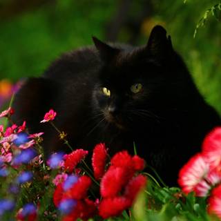 Cat with flowers desktop wallpaper