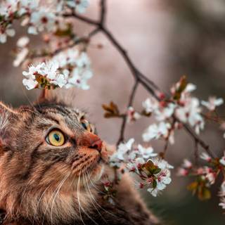 Cat with flowers desktop wallpaper