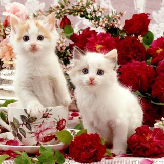 Cat with flowers desktop wallpaper