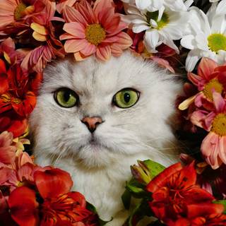 Cat with flowers desktop wallpaper